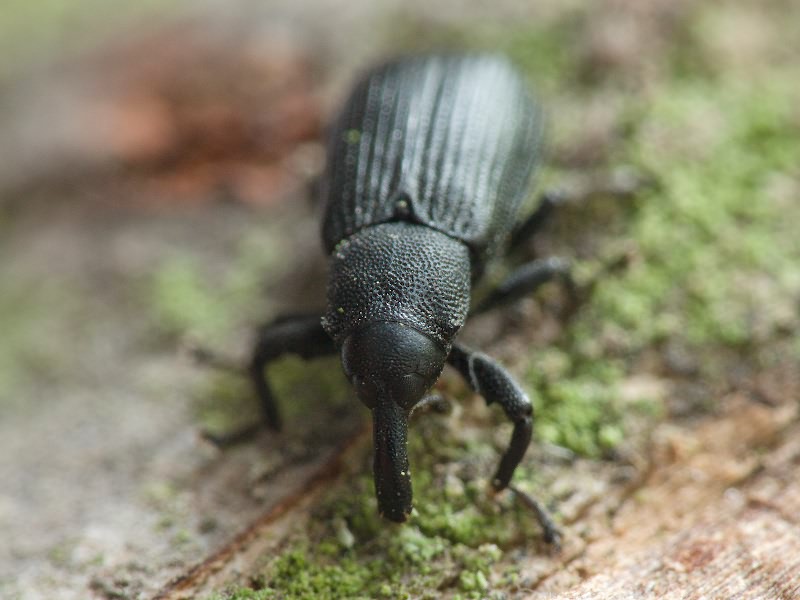 Magdalis (Odontomagdalis) armigera (Geoffroy, 1785)